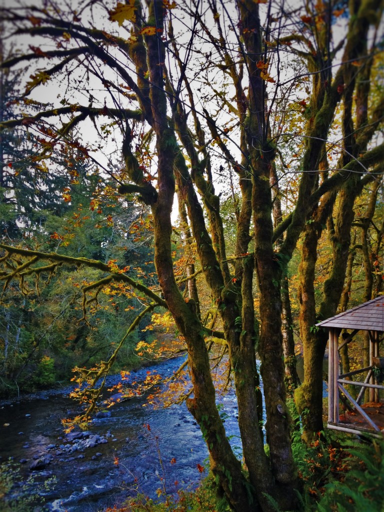 Sol Duc River from Cabin 1