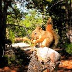 Squirrel-in-Yellowstone-1-150x150.jpg