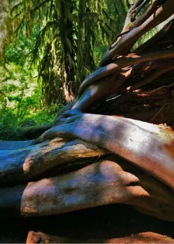 Tree Roots at Hoh Rain Forest in Olympic National Park 2traveldads.com (1)