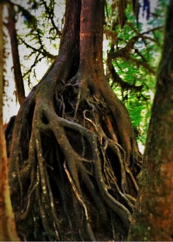 Tree-Roots-at-Hoh-Rain-Forest-in-Olympic-National-Park-2traveldads.com_-250x350.jpg