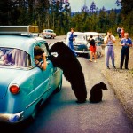 bears-at-car-150x150.jpg