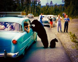 bears-at-car-250x199.jpg