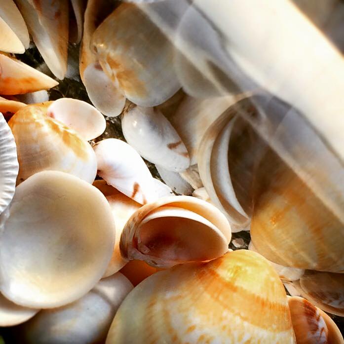 sea shells 1