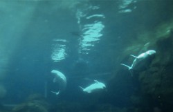 Beluga Whales Georgia Aquarium 1