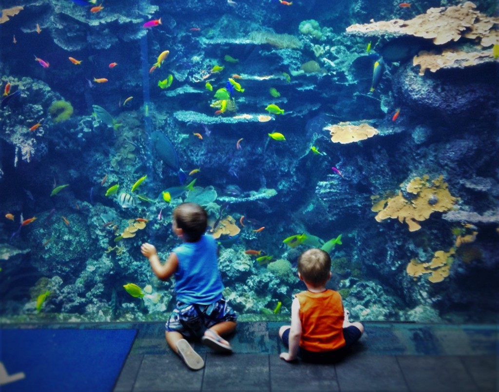 LittleMan and Fish Wall Georgia Aquarium 4 short