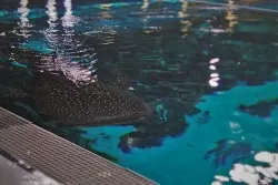 Whale Shark Tank from Above Behind the Scenes Georgia Aquarium 2