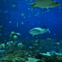 Whale Shark in Georgia Aquarium 4