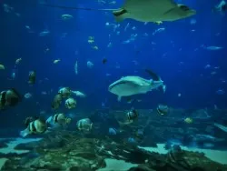 Whale Shark in Georgia Aquarium 4