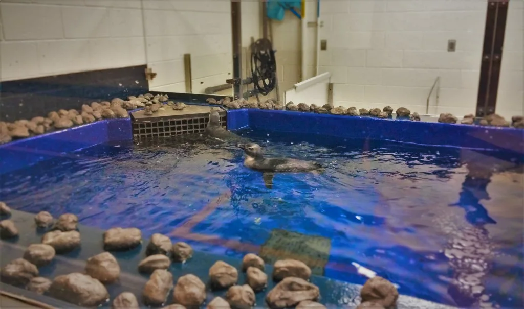 Young Penguin Tank Behind the Scenes Georgia Aquarium