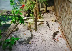 Baby Gators at St Augustine Alligator Farm