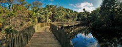 Boardwalk of Swamp at St Augustine Alligator Farm 1