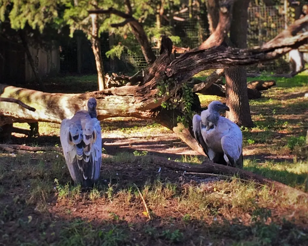 Cape Griffin Vultures at St Augustine Alligator Farm 1