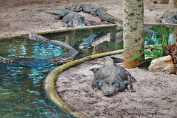 Crocodiles in Lagoon at St Augustine Alligator Farm 1