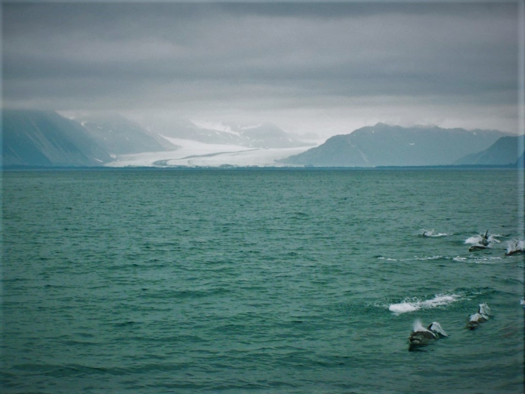 Dolphins in Kenai Fjords National Park Alaska