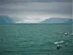 Dolphins in Kenai Fjords National Park Alaska