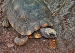 Gallapagos Tortoise at St Augustine Alligator Farm 1