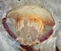 Washed up Jellyfish on Jacksonville Beach