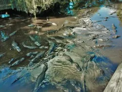 Alligator Swamp 1