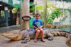 LittleMan on Alligator at St Augustine Alligator Farm 1