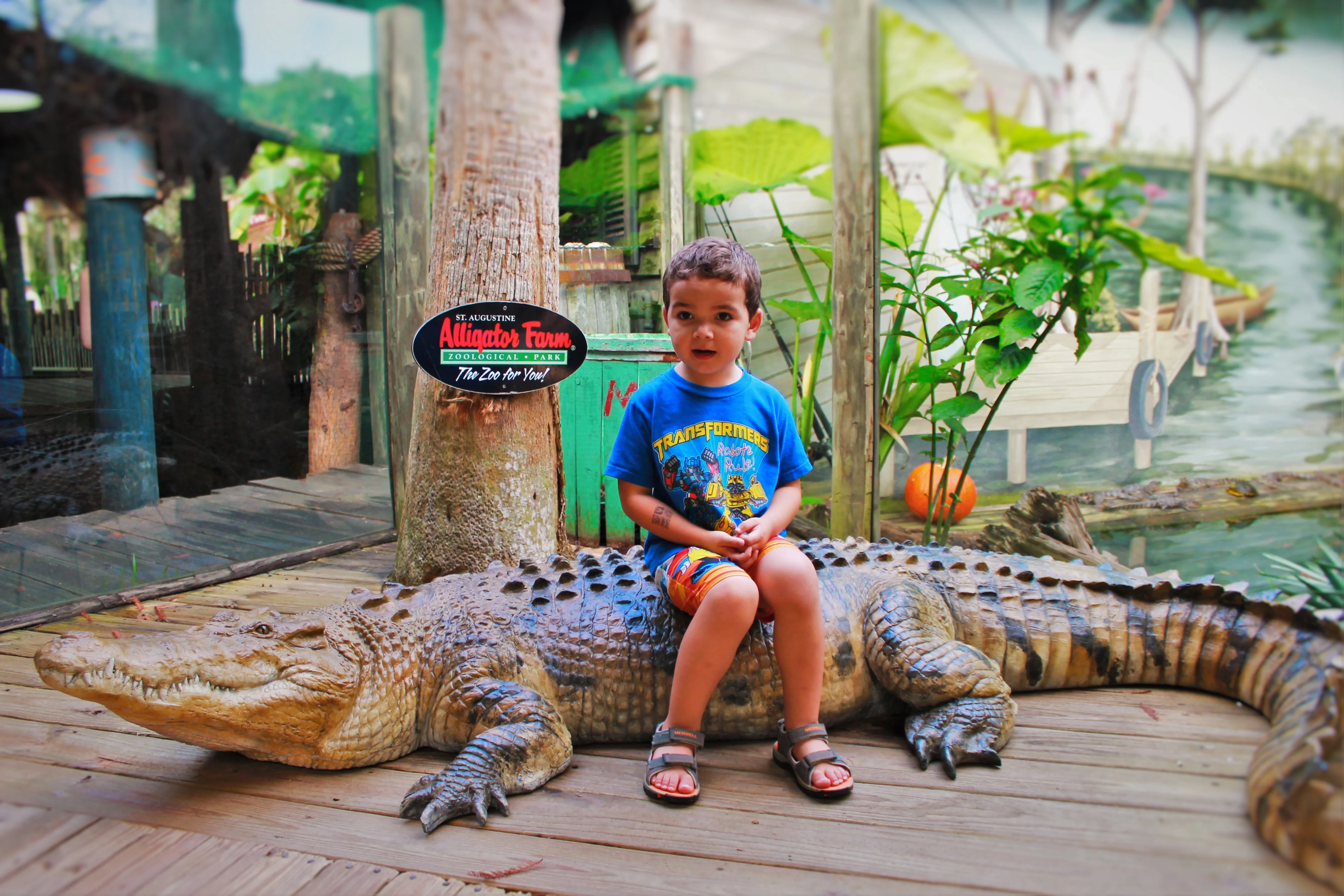 LittleMan on Alligator at St Augustine Alligator Farm 1