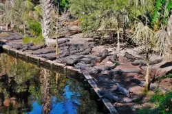 Many Alligators in Swamp at St Augustine Alligator Farm 1