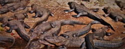 Many Gators in Swamp at St Augustine Alligator Farm 2 header