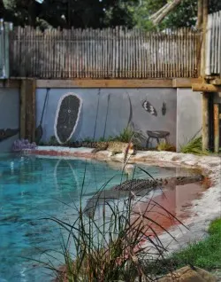 Maximo Crocodile at St Augustine Alligator Farm