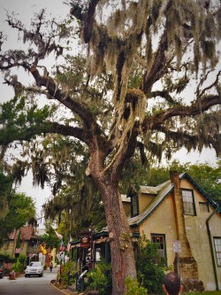 Old Town St Augustine with Spanish Moss tree 1