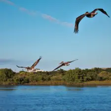 Pelicans flying over river at Fort Matanzas National Monument St Augustine FL 1