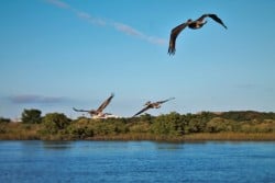 Pelicans flying over river at Fort Matanzas National Monument St Augustine FL 1