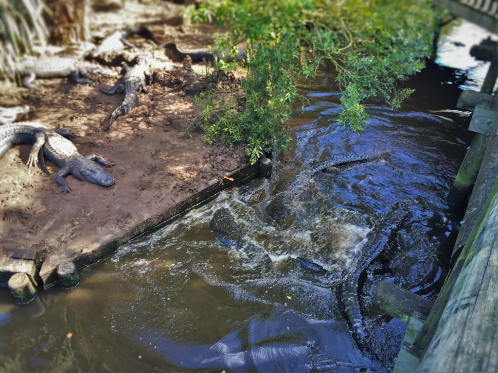 Thrashing Gators in Swamp at St Augustine Alligator Farm 1