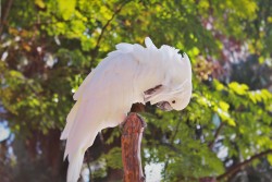 White Cockatoo at St Augustine Alligator Farm 1