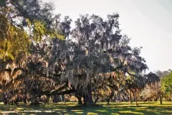 Spanish Moss Tree at Fort Frederica National Monument St Simons Island 2traveldads.com