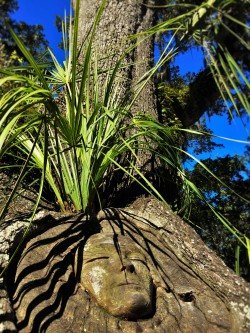 Spirit Tree at St Simons Island Georgia 2traveldads.com