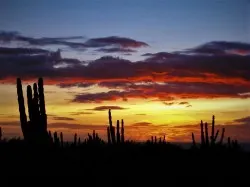 Cactus Sunset Migrino Cabo Mexico 2traveldads.com