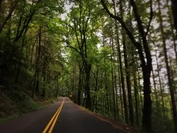 Lush Woods along Historic Highway 30 Columbia Gorge Oregon 2traveldads.com