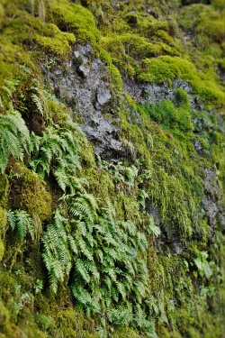 Mossy Cliff with Ferns at Horstail Falls Waterfall Area Oregon 1