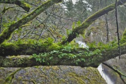 Mossy Tree at Horstail Falls Waterfall Area Oregon 1