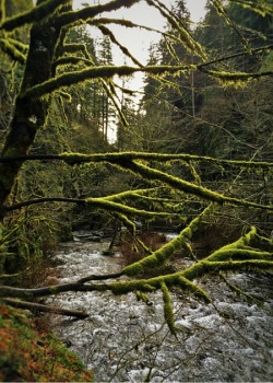 Mossy Trees and Creek at Oneonta Gorge Columbia Gorge Oregon