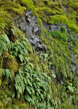 Mossy cliff at Horsetail Falls in the Columbia Gorge Oregon