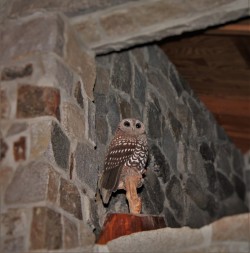 Owl Sculpture in Performance Hall at Sleeping Lady Resort Leavenworth WA 1