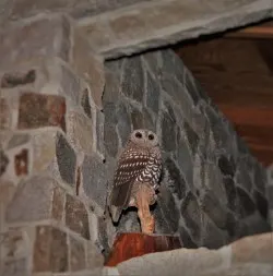 Owl Sculpture in Performance Hall at Sleeping Lady Resort Leavenworth WA 1