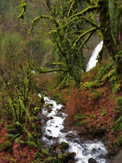 Small Creek and Falls at Multnomah Falls Oregon 1