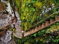 Staircase to Flooding Creek at Oneonta Gorge Columbia Gorge Oregon