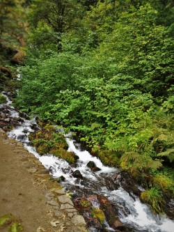 Trail at Wahkeena Falls Waterfall Area Columbia Gorge Oregon 1