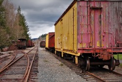 Box Cars in Railroad Graveyard Snoqualmie Washington 1
