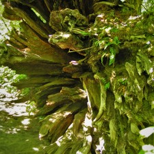Fallen Tree Roots by Ohanapecosh River Mt Rainier National Park 2traveldads.com