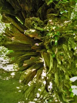 Fallen Tree Roots by Ohanapecosh River Mt Rainier National Park 2traveldads.com