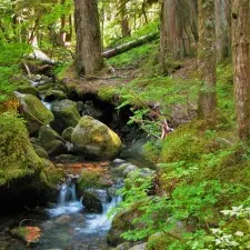 Mossy Forest Creek on Comet Falls Trail in Mt Rainier National Park 2traveldads.com