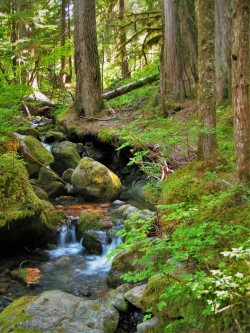 Mossy Forest Creek on Comet Falls Trail in Mt Rainier National Park 2traveldads.com